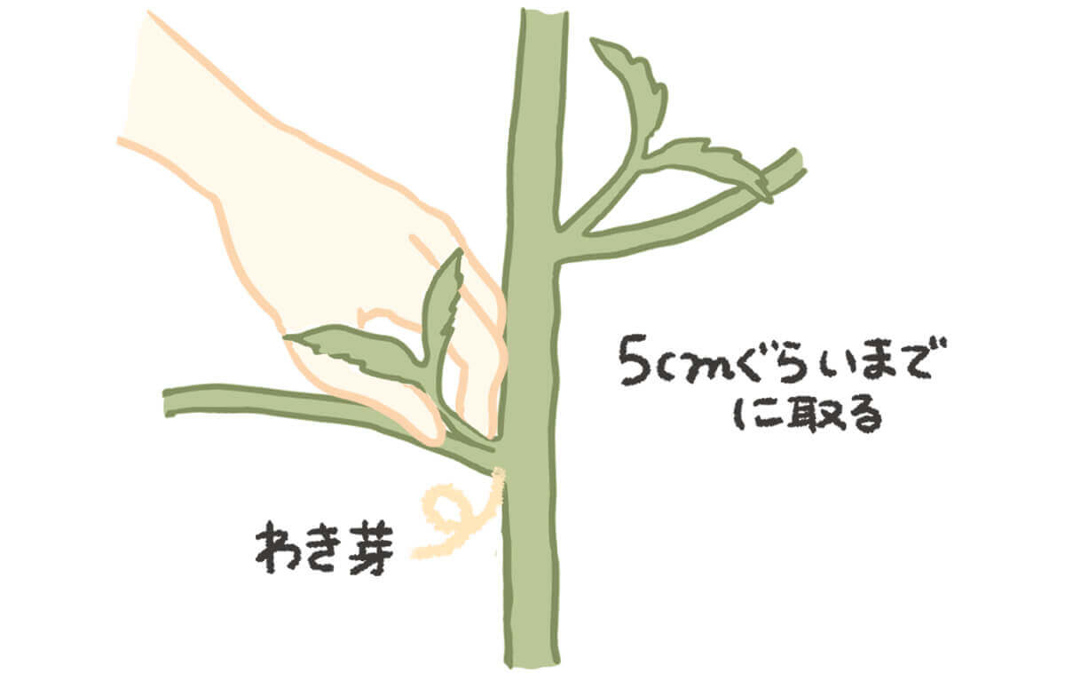水撒き散らし＆芽欠き(‘ω’)